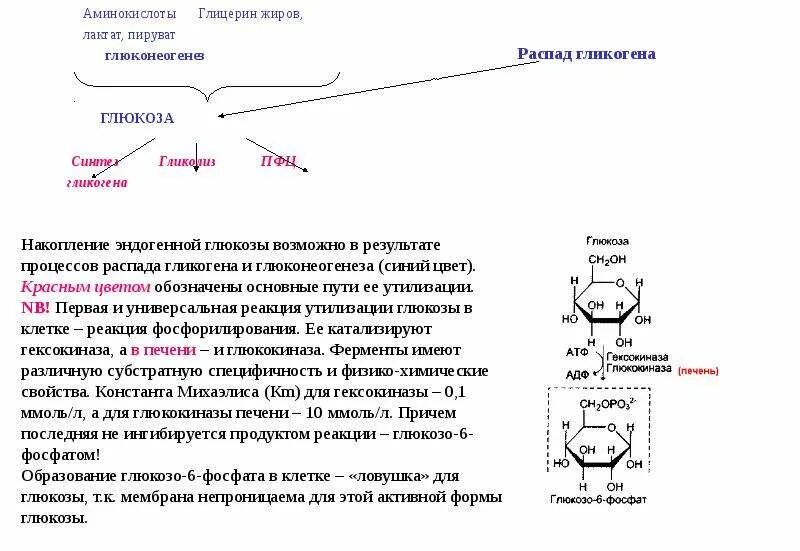 Синтез гликогена из глицерина в печени. Синтез Глюкозы из глицерина АТФ. Реакции синтеза Глюкозы из аминокислот и глицерина. Синтез Глюкозы из глицерола. Образования глюкозы в печени