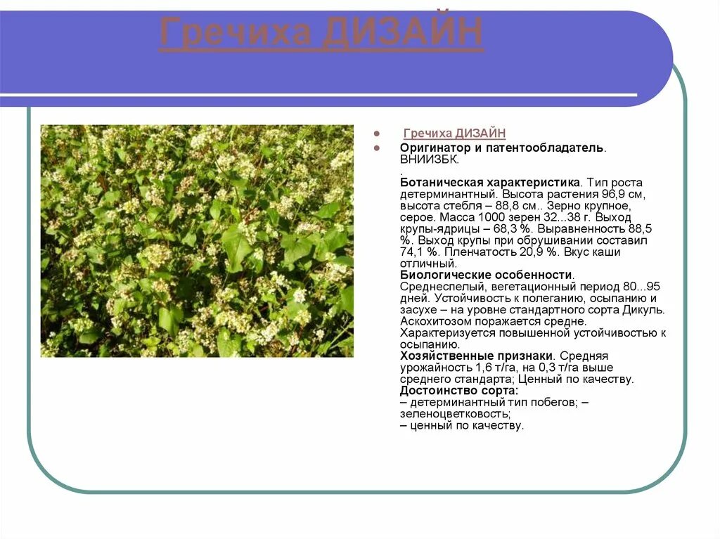 Особенности гречихи. Гречиха высота растения. размер растения гречихи. гречиха описание. высота гречихи.