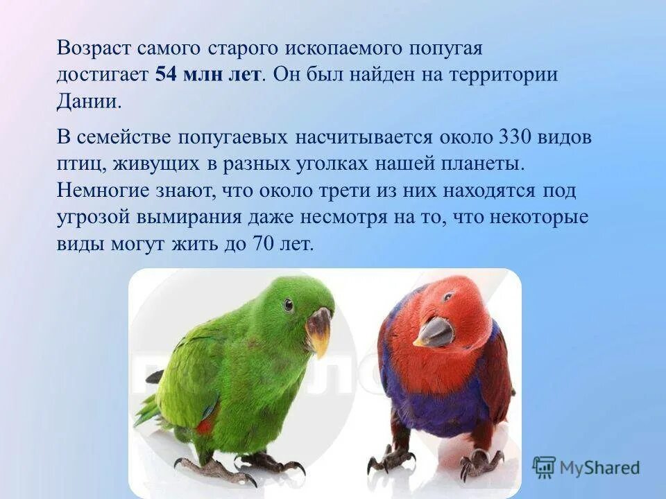 Виды попугаев. Описание попугая. Попугаи и их названия. Все виды попугаев и их название.