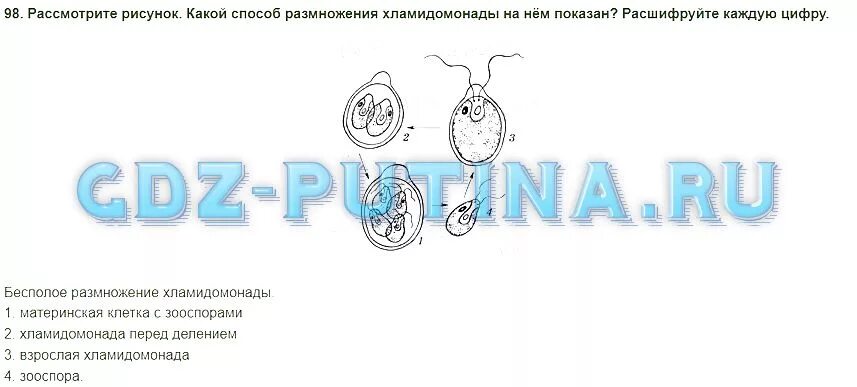 Биология 6 класс стр 101 вопросы. Рассмотрите рисунок.какой способ размножения хламидомонады. Рисунок способ размножения хламидомонады на нем показан расшифруйте. Биология 6 класс Пасечник ответы на вопросы.