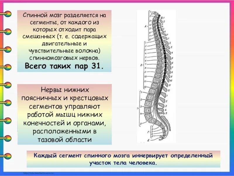 31 сегмент. Функции сегментов спинного мозга таблица. строение сегмента спинного мозга таблица. спинной мозг 31 сегмент пара. функция шейного сегмента спинного мозга.