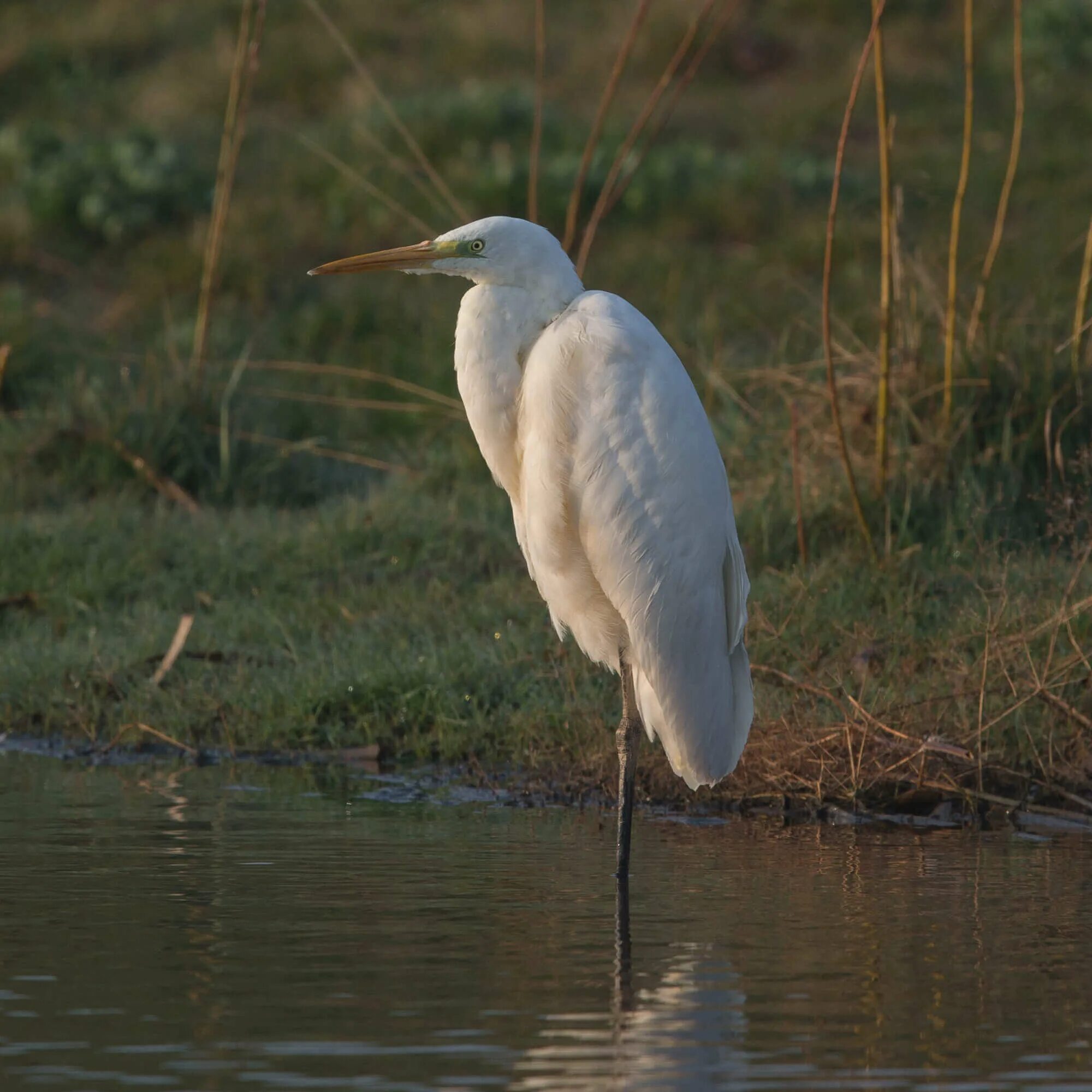 Крупная цапля. Большая белая цапля (ardea alba). большая белая цапля (лат. ardea alba). выпь цаплевые. цапля выпь.