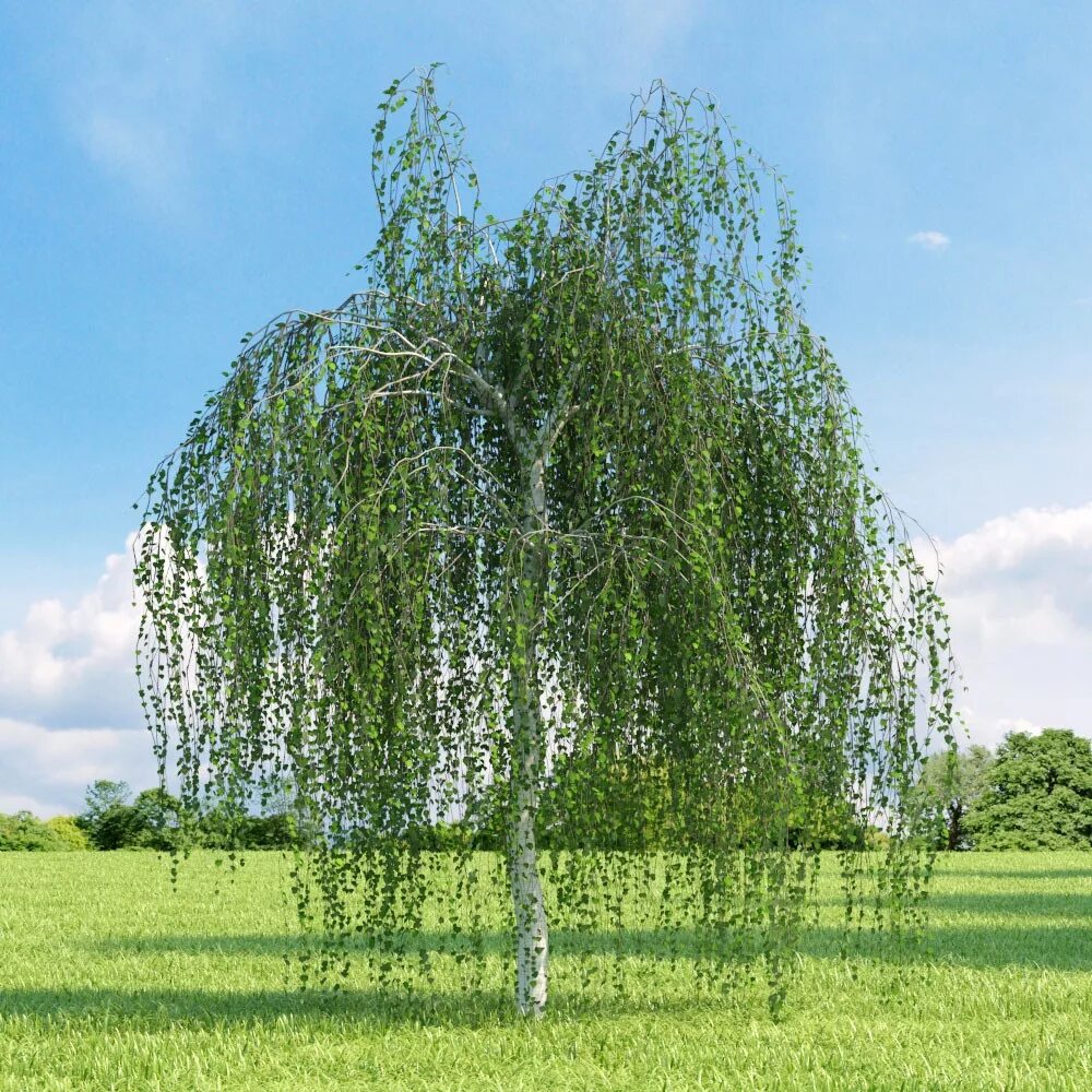 Береза национальное дерево. Береза повислая Betula pendula. Береза повислая (бородавчатая). Берёза бородавчатая "Youngii". Береза Пендула плакучая.