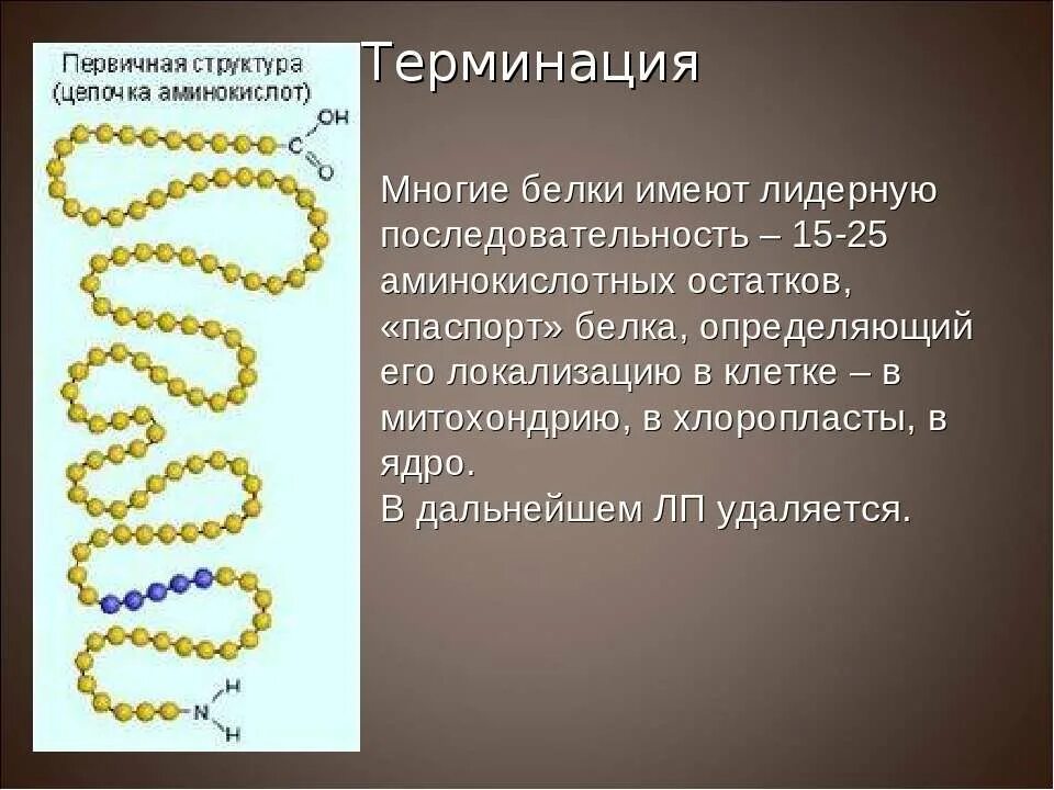 Биосинтез белка митохондрии