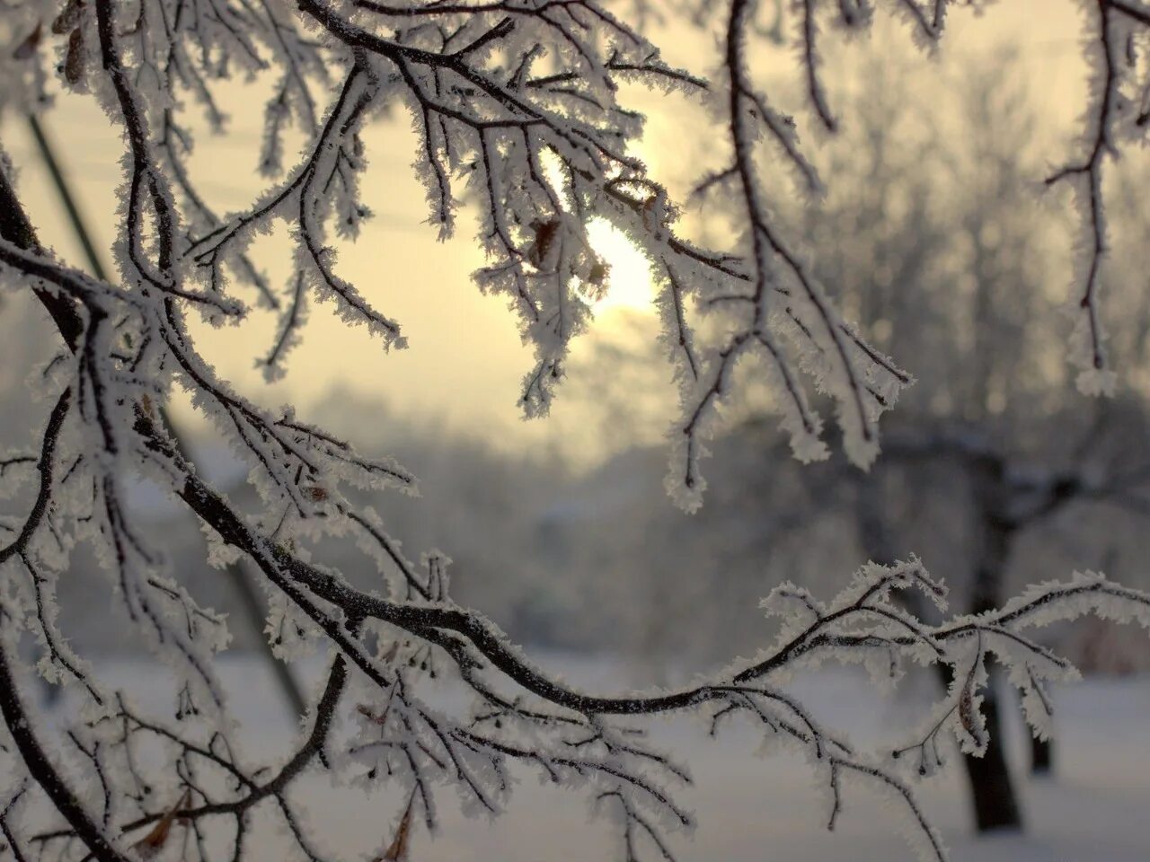 Ветки в снегу. Зимние ветви. Зимние ветви. Зимние деревья. Зимние ветви.
