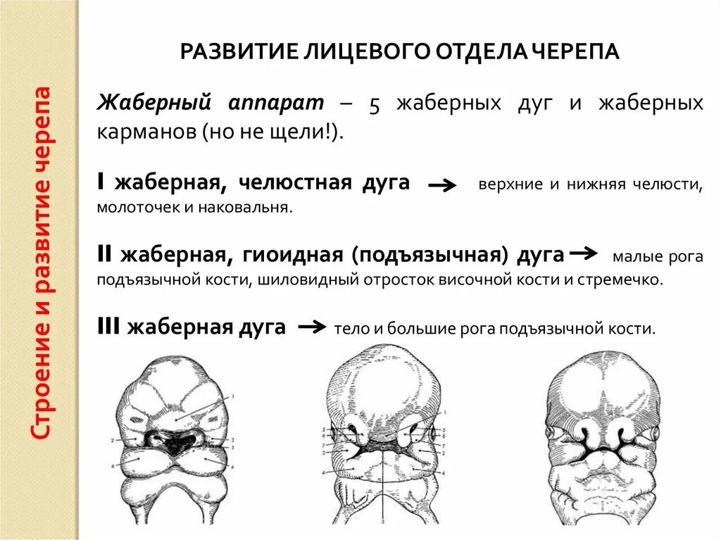 Черепная аномалия. Развитие костей мозгового отдела черепа. Анатомия эмбрионального развития черепа. Эмбриональное развитие лицевого черепа. Рост лицевого отдела черепа.
