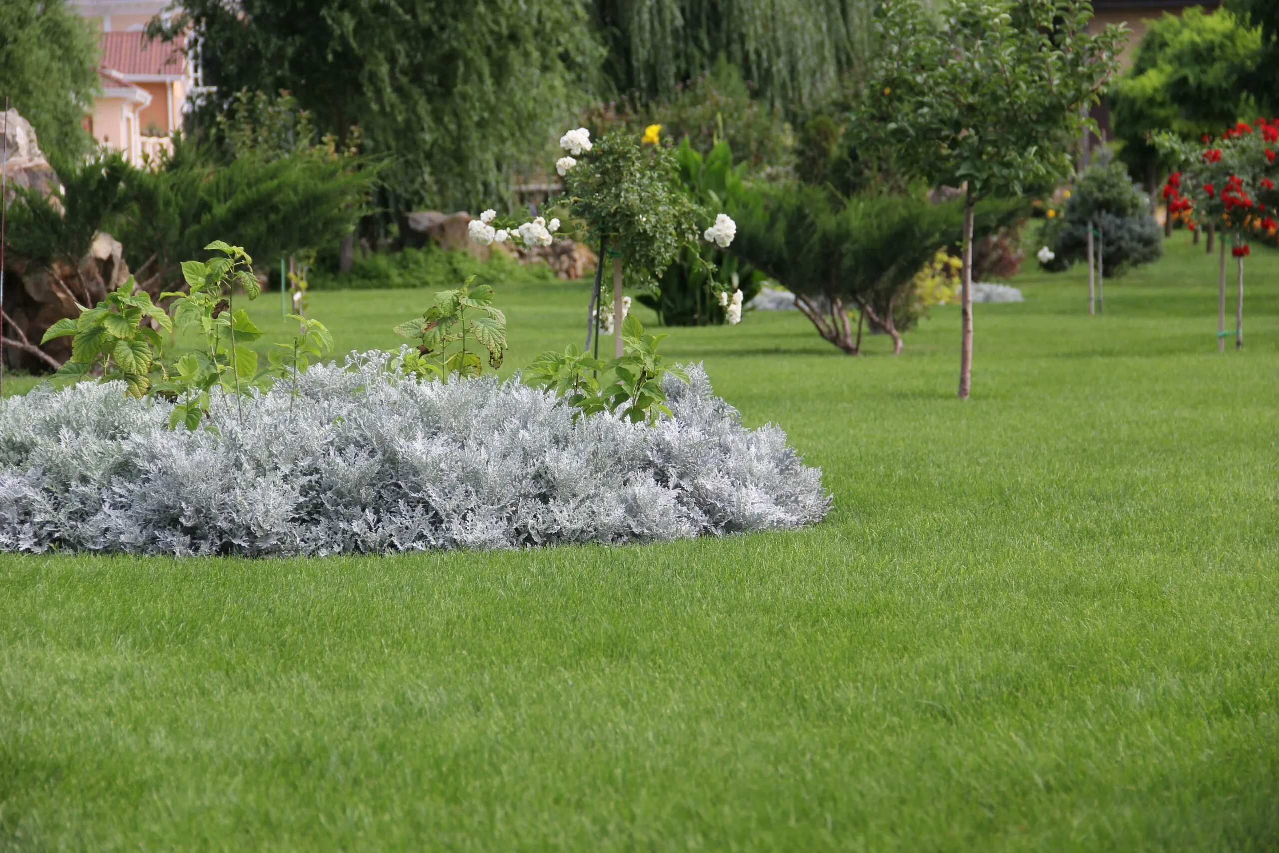 3019gd газон. провинциальный газон. газон на сельскохозяйственного предприятия. рулонный газон в крыму. газон симферополь.