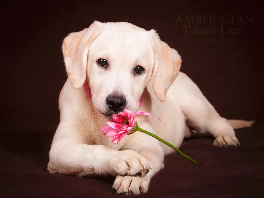 Лабрадор белый. Лабрадор палевый. Собака лабрадор девочка. Лабрадор рекс. Лабрадор ретривер черный взрослый.