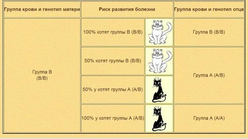 Меню кормления 2 месячного котенка. Рацион шотландского котенка 1.5 месяца. Рацион питания котят от 1 до 5 месяцев. Рацион питания шотландского котенка 5 месяцев. Сколько раз в день нужно кормить котят