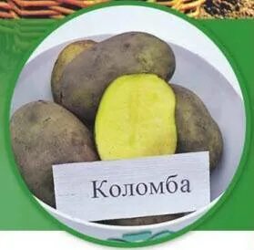 Срок созревания картофеля сорта коломбо. Картофель сорт коломба. сорт картошки коломбо. коломбо сорт картофеля характеристика. сорт картофеля бафана характеристика.