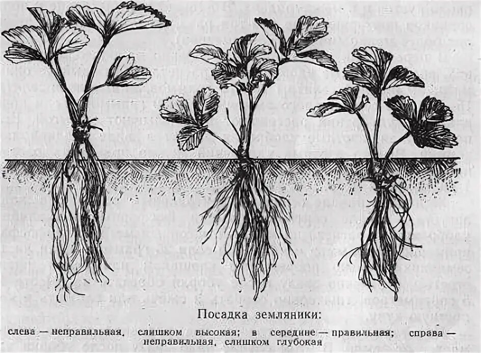 Заглубляют ли огурцы при пересадке. Корневая шейка рассады земляники. Корневая шейка у клубники. Земляника Садовая корень. Корневая шейка у земляники.