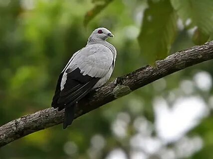 Pigeon silver