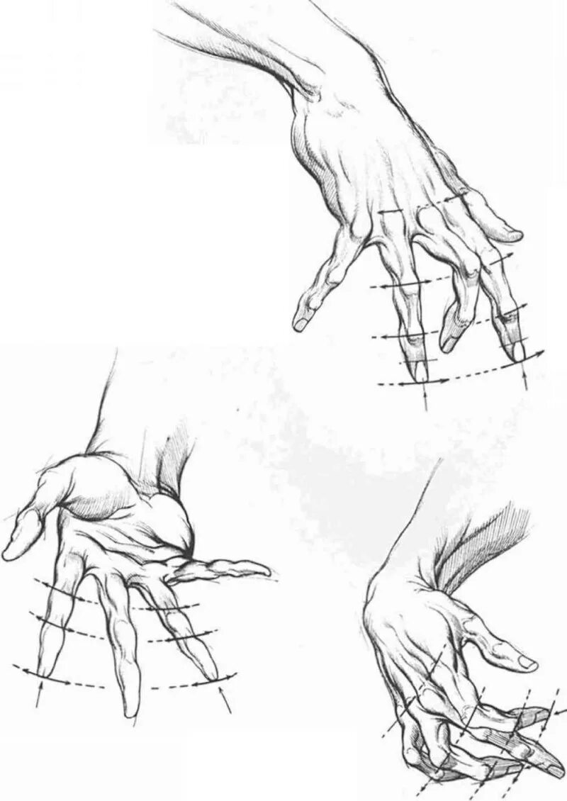 Анатомия рук кисти рук референс. Кисть референс сбоку. Руки референс анатомия кисти. Эскизы на руку.