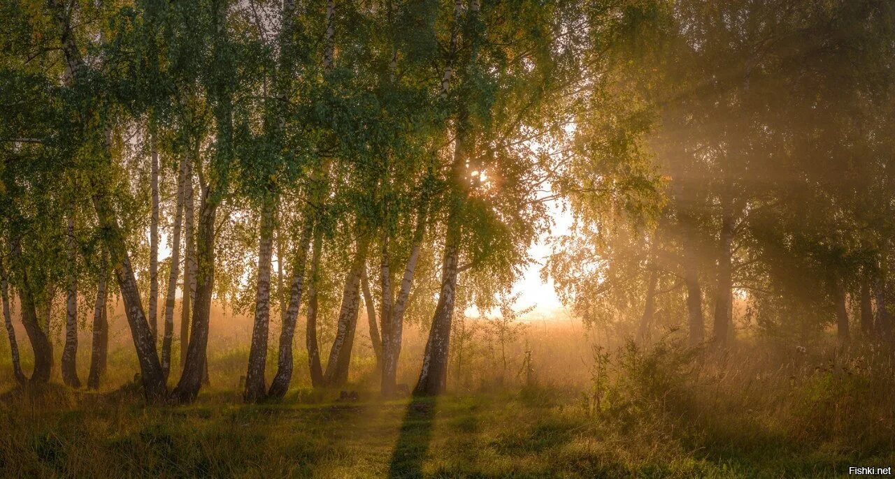 Дерево освещенное солнцем. Рассвет березы. Рассвет в березовой роще. Утро в березовой роще.