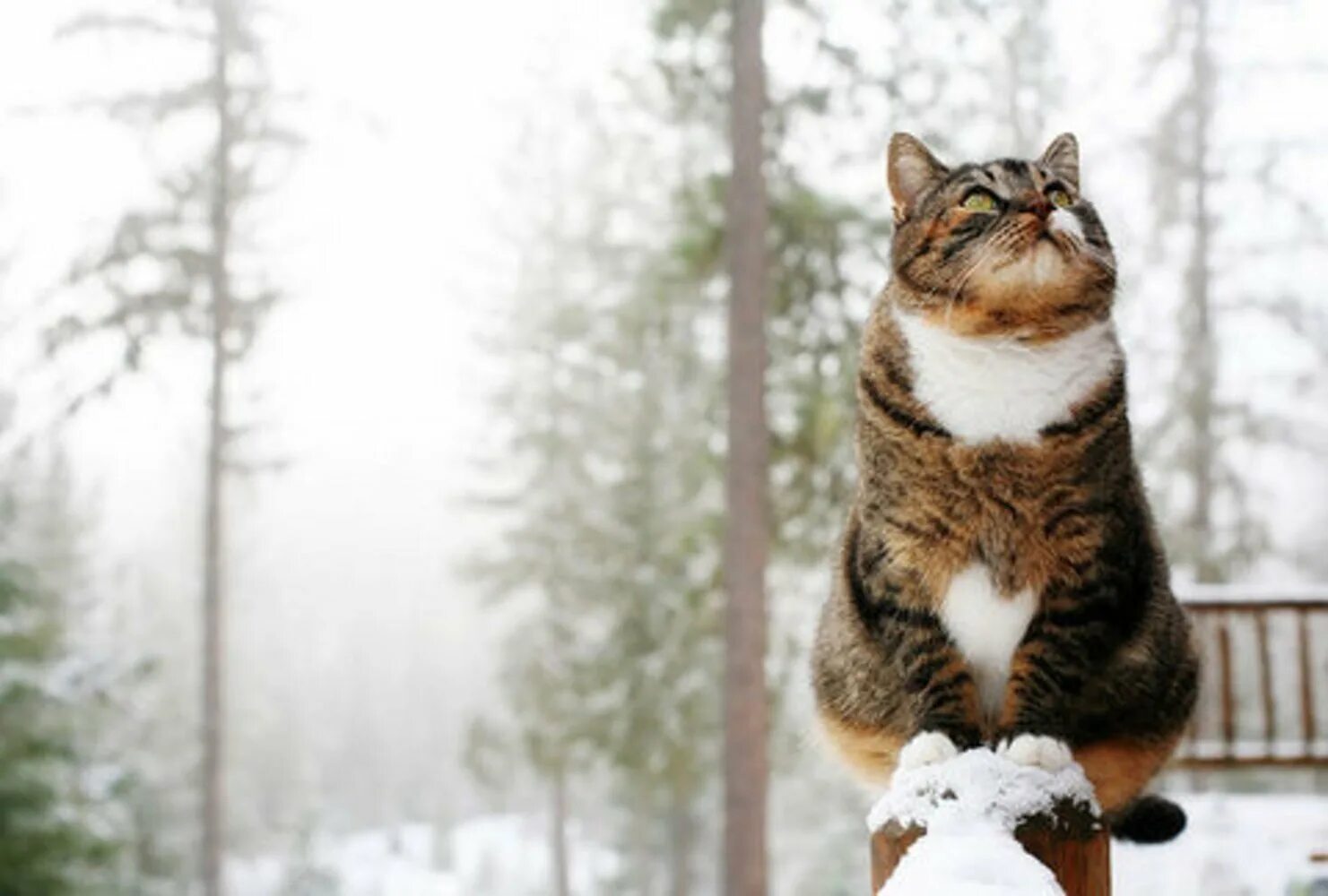 Кошки зимой. Котик в снегу. Смешной кот в снегу. Опять метель какого ведь уже апрель