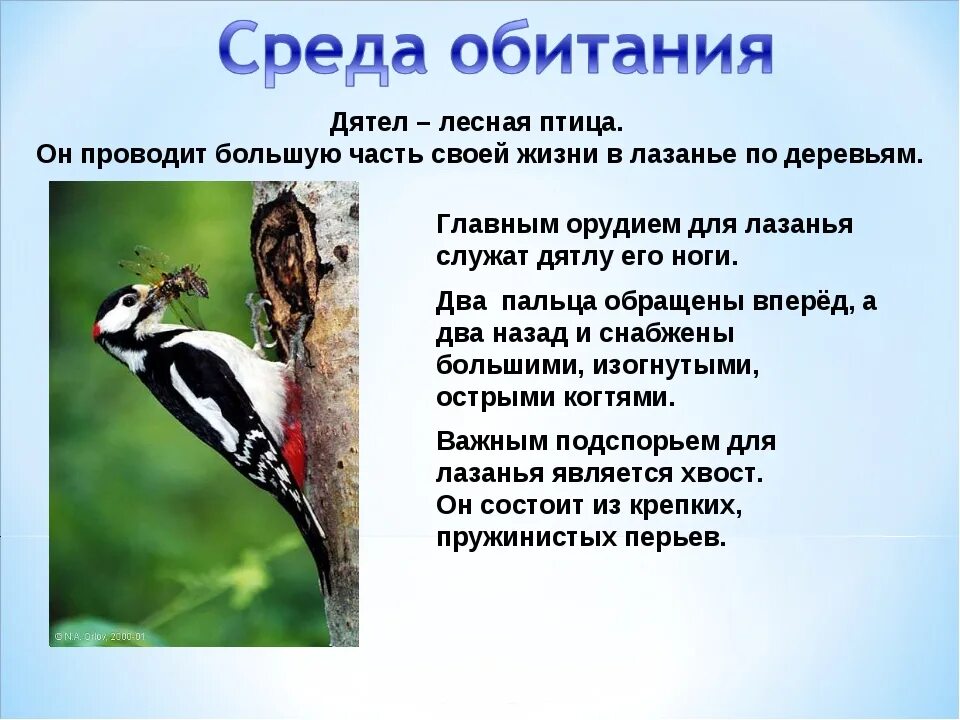 Образ жизни птиц леса. Дятел описание. Описание птицы дятла кратко. Доклад про дятла. Дятел краткое описание.
