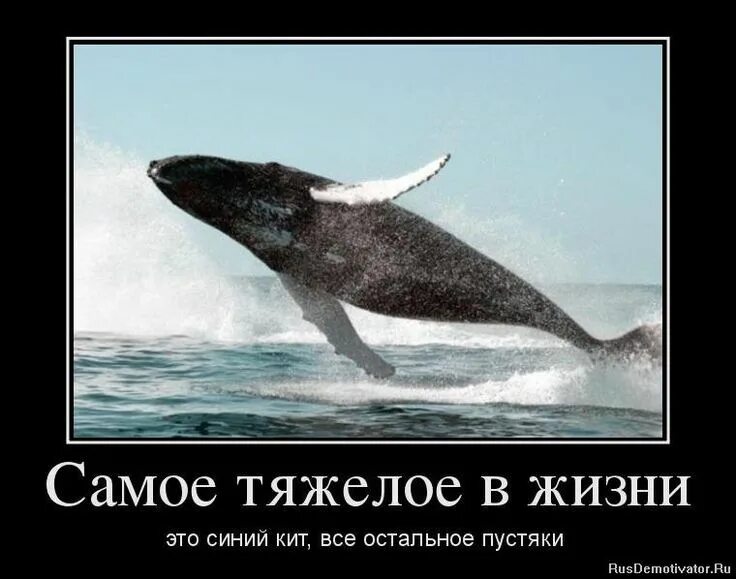 Всю жизнь тяжело жить. Приколы про китов. Что самое тяжелое в жизни. Кит шутки. Шутки про китов.