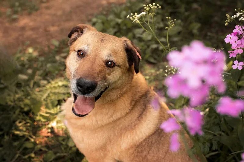 Ники животных. Приют ника. Маламут. Аватарки животных. Ники животных.