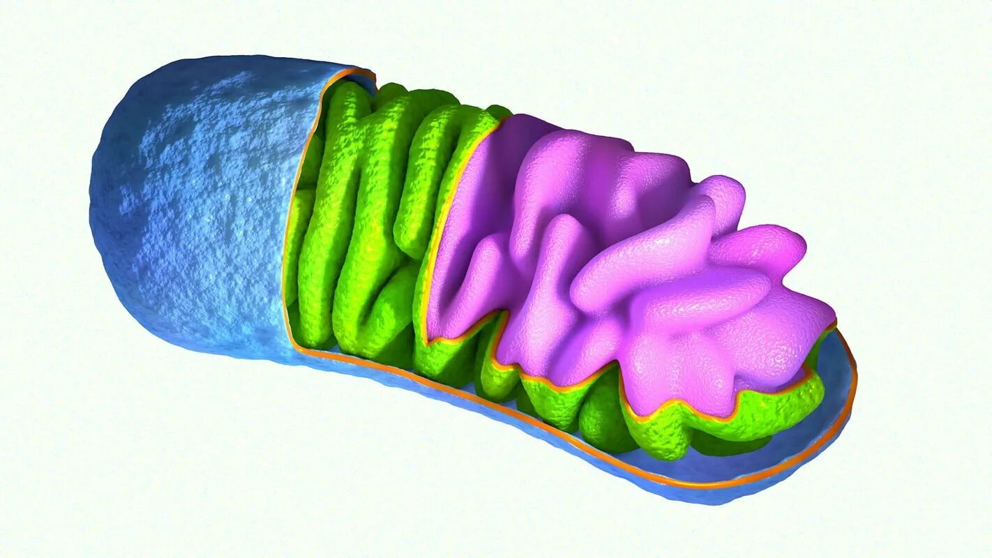 Митохондрии человека просто. Митохондрии 3д. Митохондрия Эстетика. Строение митохондрии. Митохондрия макет.