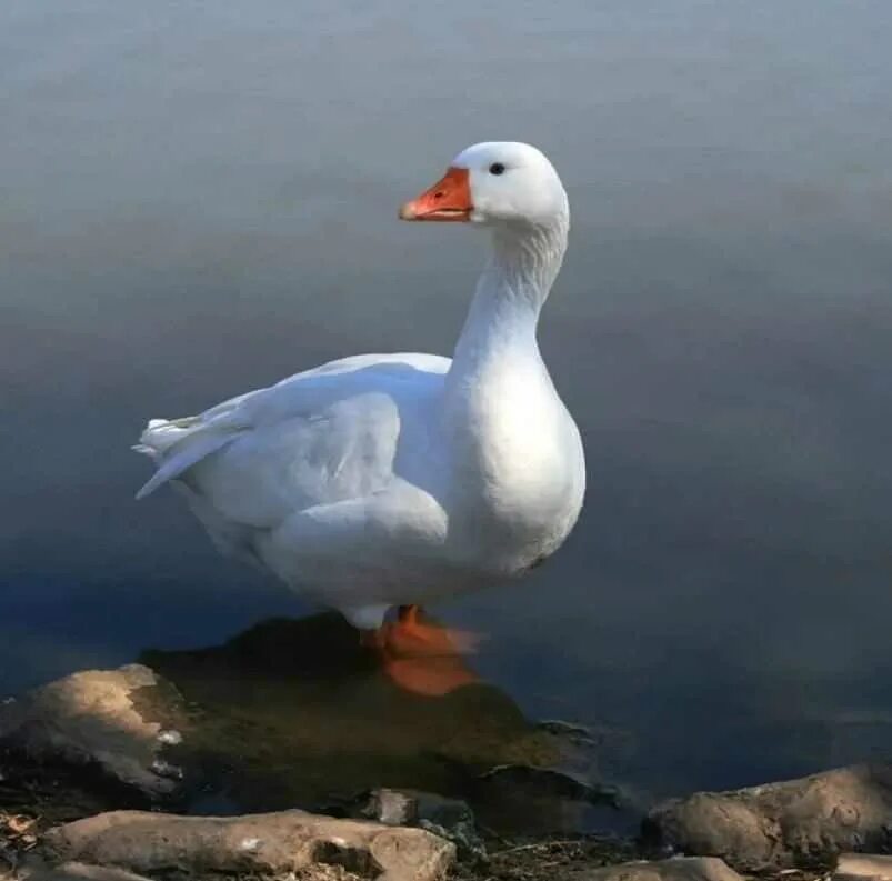 Гусь росса anser rossii. Гуси во сне для женщины. Приснились гуси белые. Итальянские гуси. Гусь росса (chen rossii).