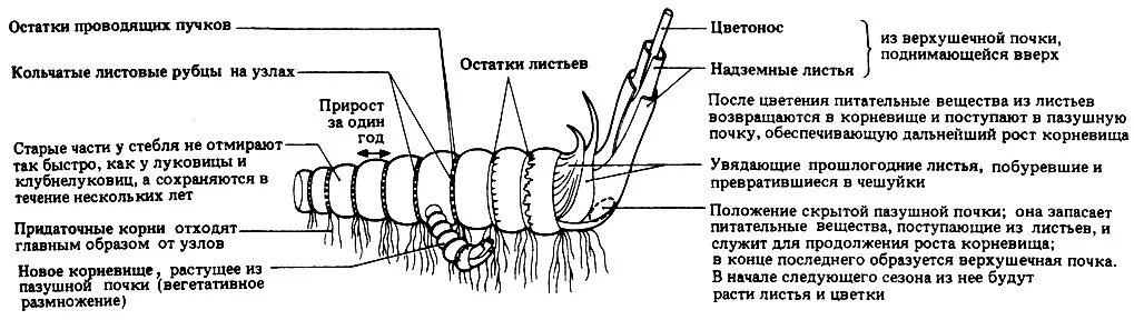 строение корневища пырея. строение корневища пырея схема. корневище схема. внешнее строение корневища ландыша. видоизмененные побеги строение корневища.