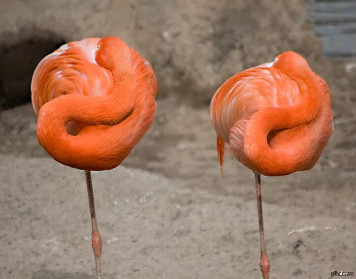 Вкус фламинго. Хаски малина и карамель. Мармелад бон пари страна фламинго 100г. Вкус фламинго. Фламинго птица.