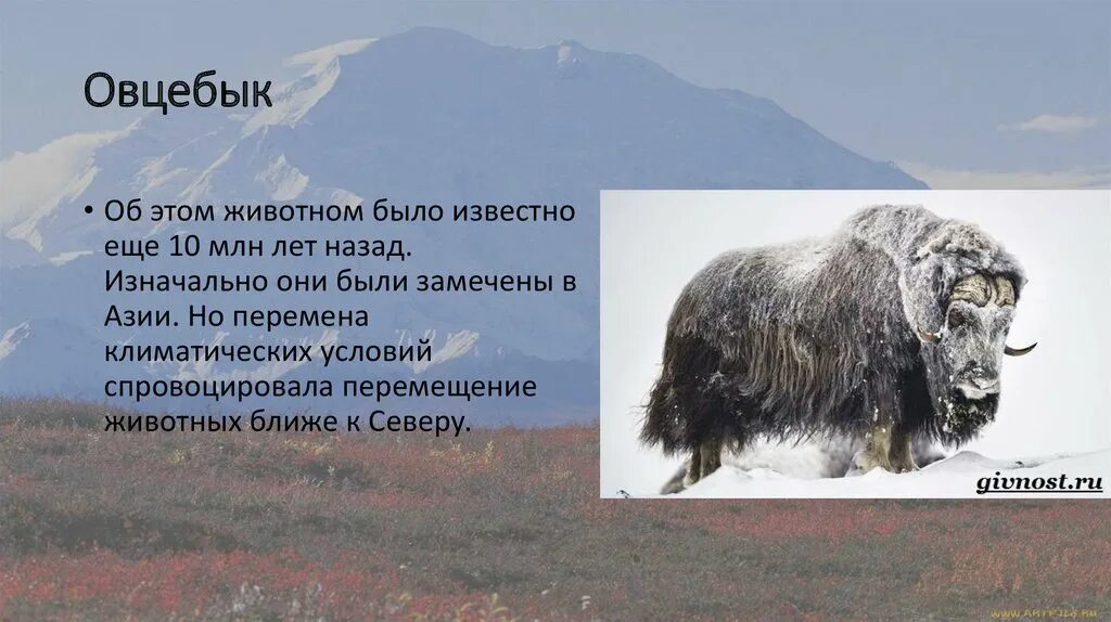 Доисторический овцебык. Овцебык арктических пустынь. Овцебык доклад. Овцебык обитает в тундре.