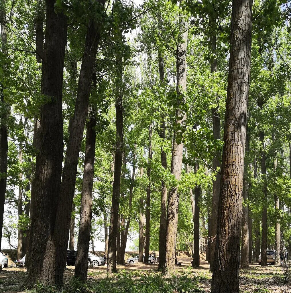 тополиная роща астрахань пляж. тополиный парк астрахань. тополиная роща астрахань пляж. парк зауральная роща оренбург. реликтовые тополя голоустное.