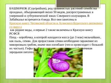 Редкие исчезающие виды растений занесены в