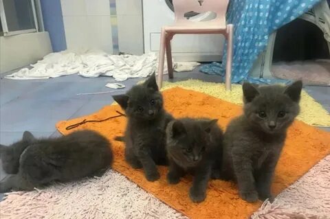 Первый день котенка в новом