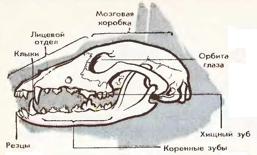 Строение скелета черепа млекопитающих. Зубная система хищных млекопитающих. Строение зубов млекопитающих зубная система. Рассматриваем скелет черепа млекопитающих.
