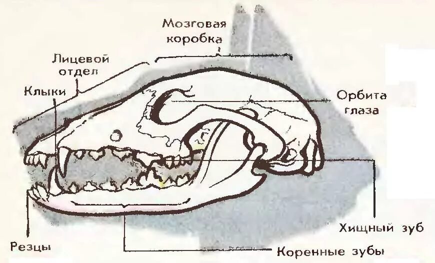 Изучите строение черепа млекопитающего