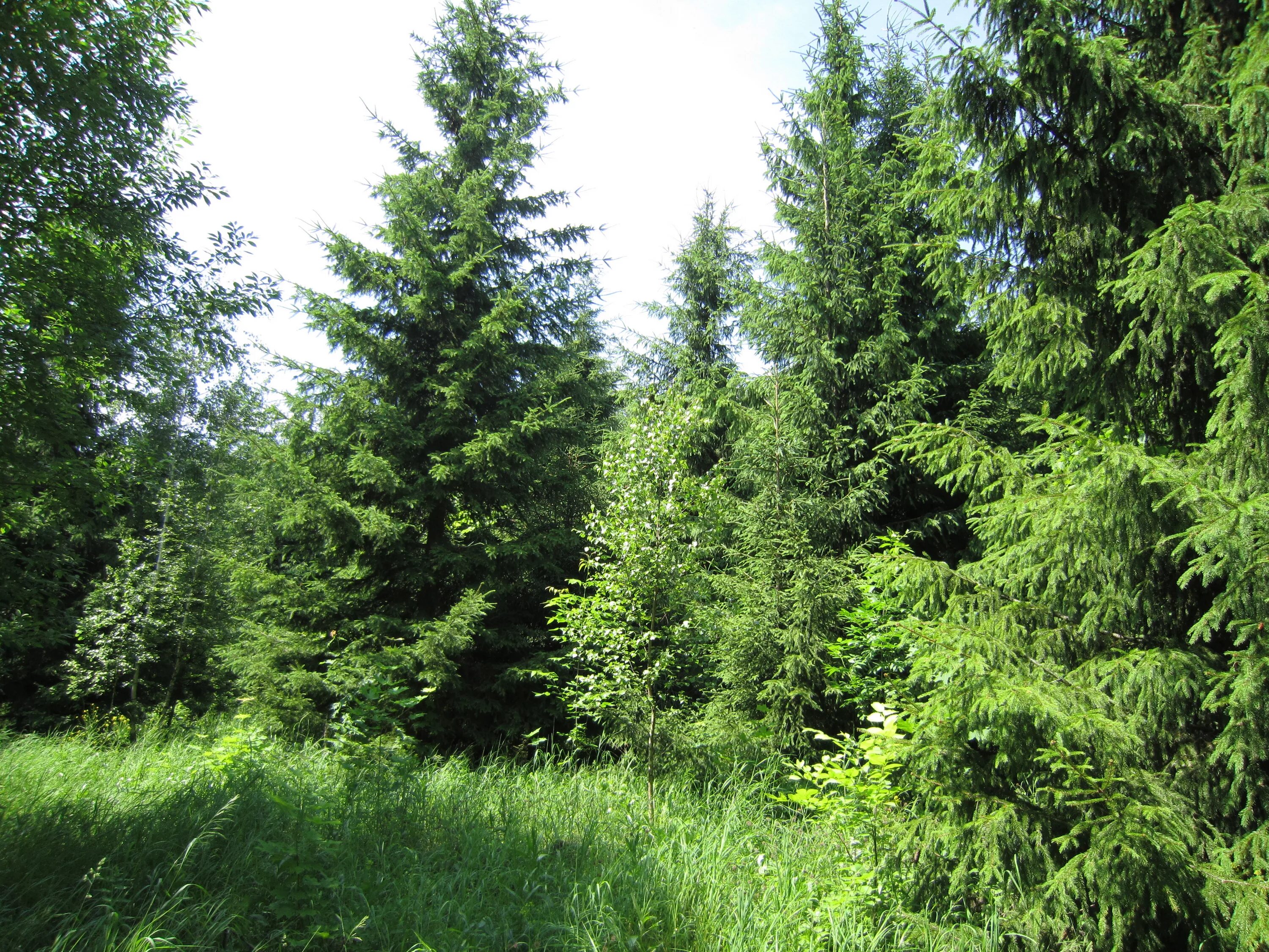 голубая ель байкальского заповедника. ель повислая. ель сибирская темнохвойная. ель в лесу. елка в лесу летом.