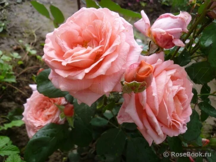 розы вашей мечты отзывы. роза рен саммю энциклопедия роз галерея. розы вашей мечты отзывы. веджвуд роуз. розы вашей мечты отзывы.