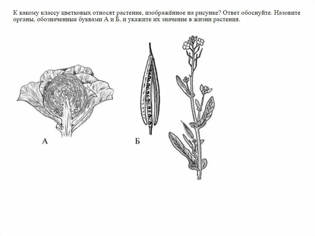 Плод капусты стручок. Плод крестоцветной капусты. Стручок крестоцветных. Крестоцветные стручок капуста. К какому классу относится растение схема