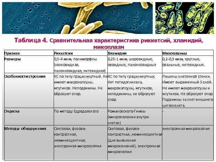 Перечислите признаки бактерий