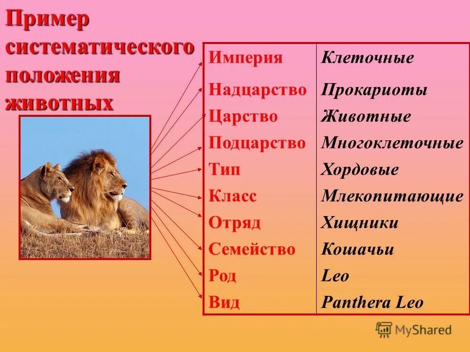 Царство животных последовательность. Царство надцарство подцарство животных. царство животные надцарство империя. империя надцарство царство подцарство тип класс. систематика животных надцарство.