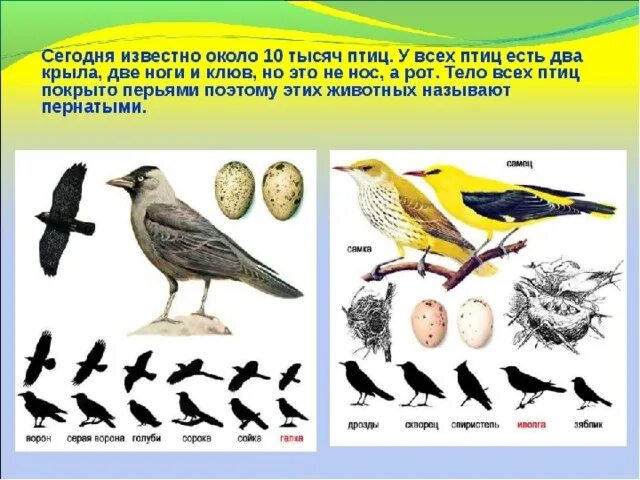 У птиц 2 ноги. Тело птиц покрыто. Что едят птицы. Чем покрыто тело птиц птиц. Тело птиц покрыто перьями.