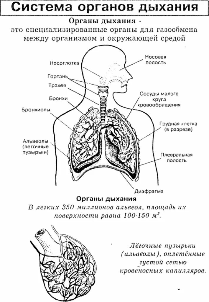 Вдох функции. Строение системы органов дыхания человека. Структура и функции дыхательной системы. Система органов дыхания человека схема. Строение и функции дыхательной системы анатомия.