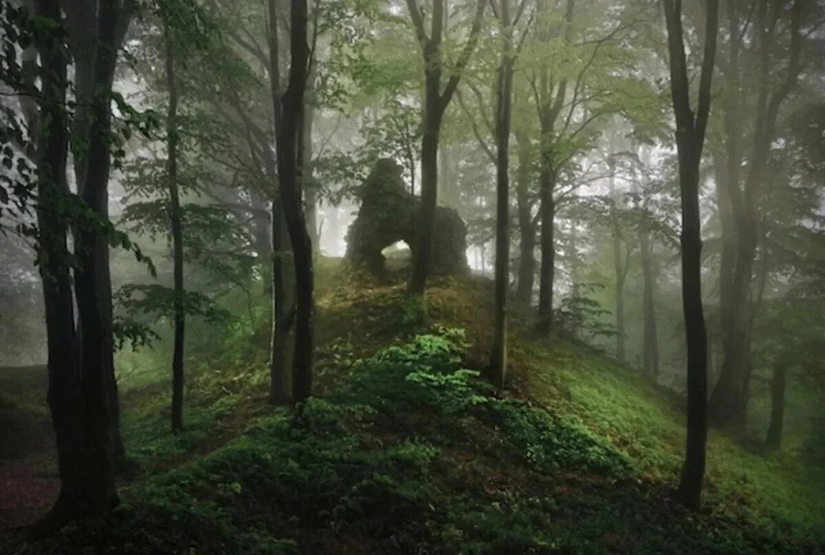 Тайны леса слияния. Фотограф: Kilian Schönberger. Грин таинственный лес. Волшебный лес братьев Гримм Германия. Загадочный лес.