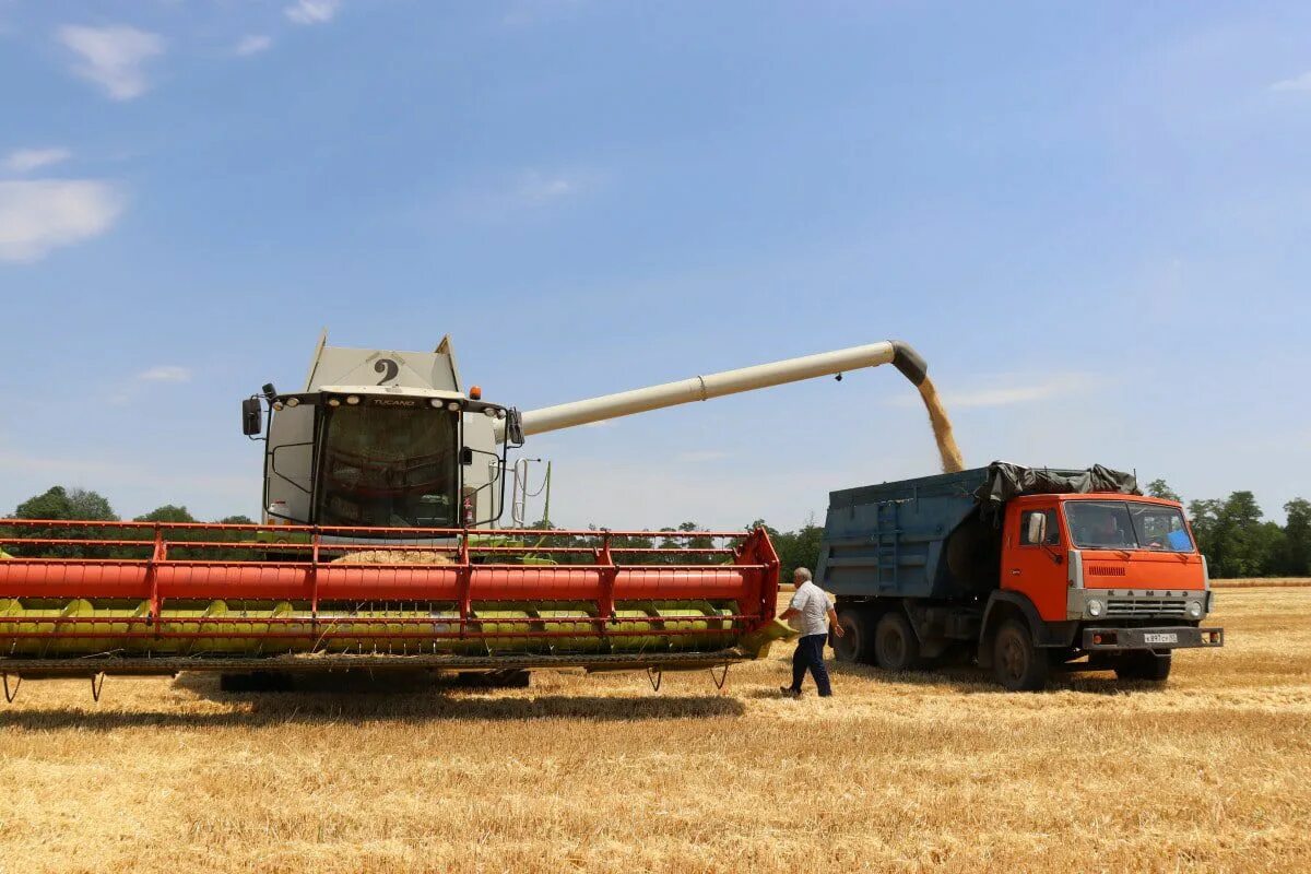 Уборка урожая. Уборка озимого рапса. Уборочная кампания. Поля Динского района. Начинается сбор урожая