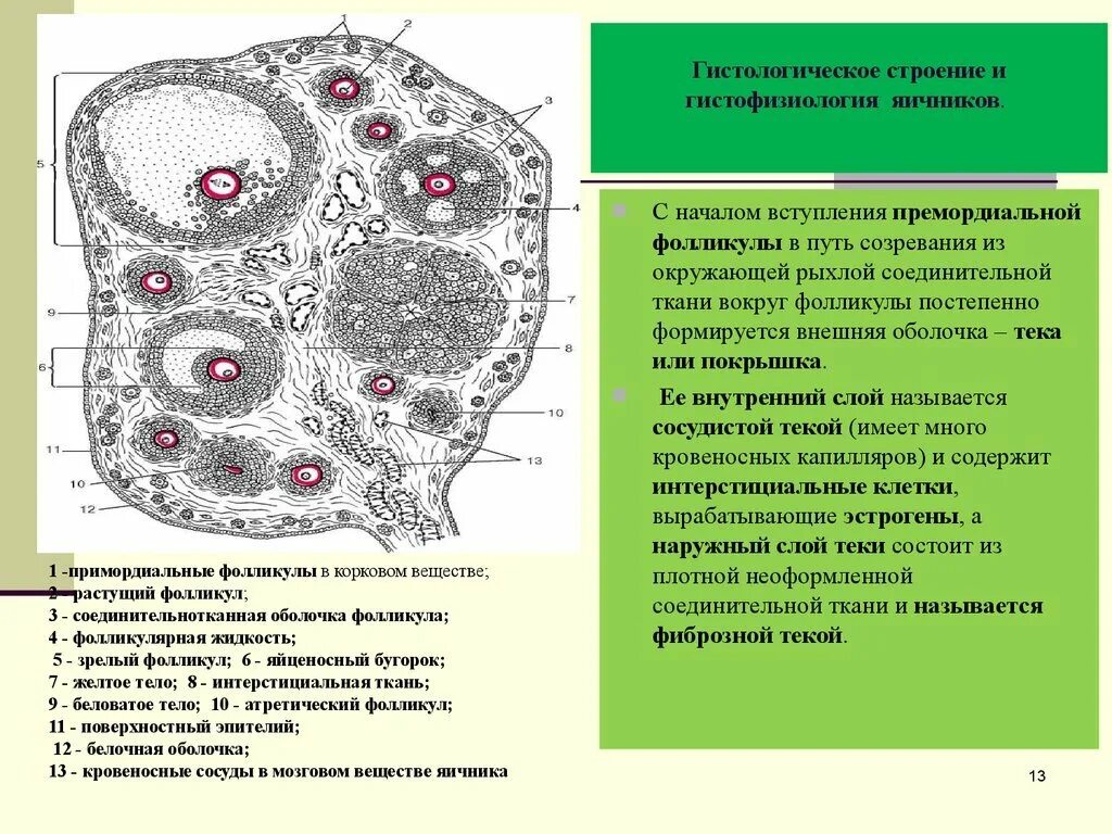 Укажите одну из функций которую выполняет яичник. Интерстициальные клетки яичника гистология. тека ткань яичника гистология. схема строения фолликула. яичник анатомия строение внешнее.