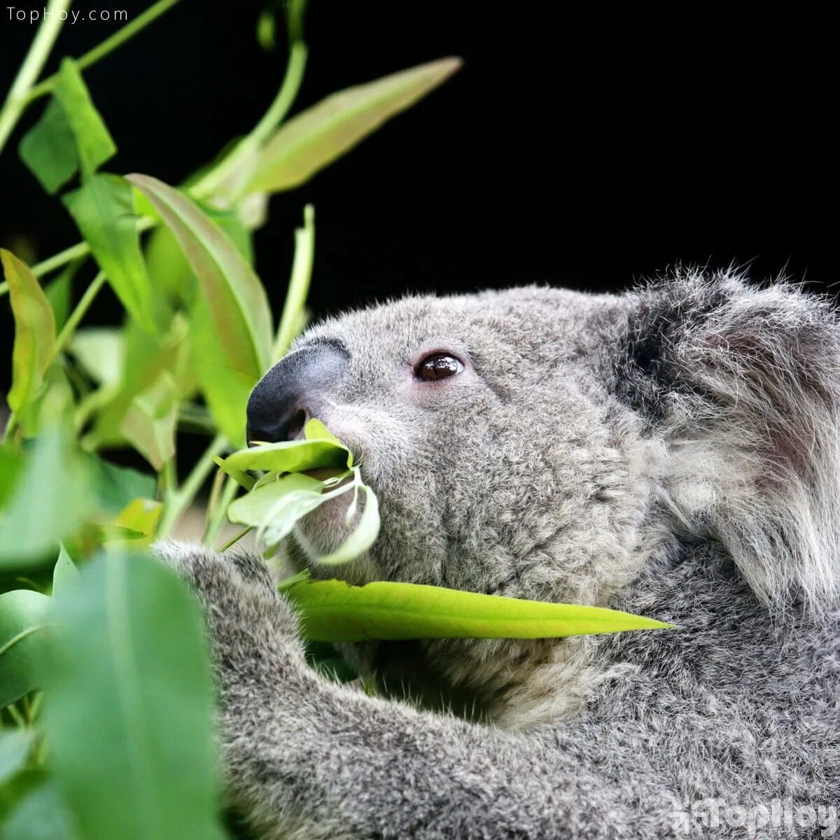 Как называется коала. Коала на эвкалипте. Коала ест эвкалипт. Коала эвкалиптовый мишка. Коала в Африке.