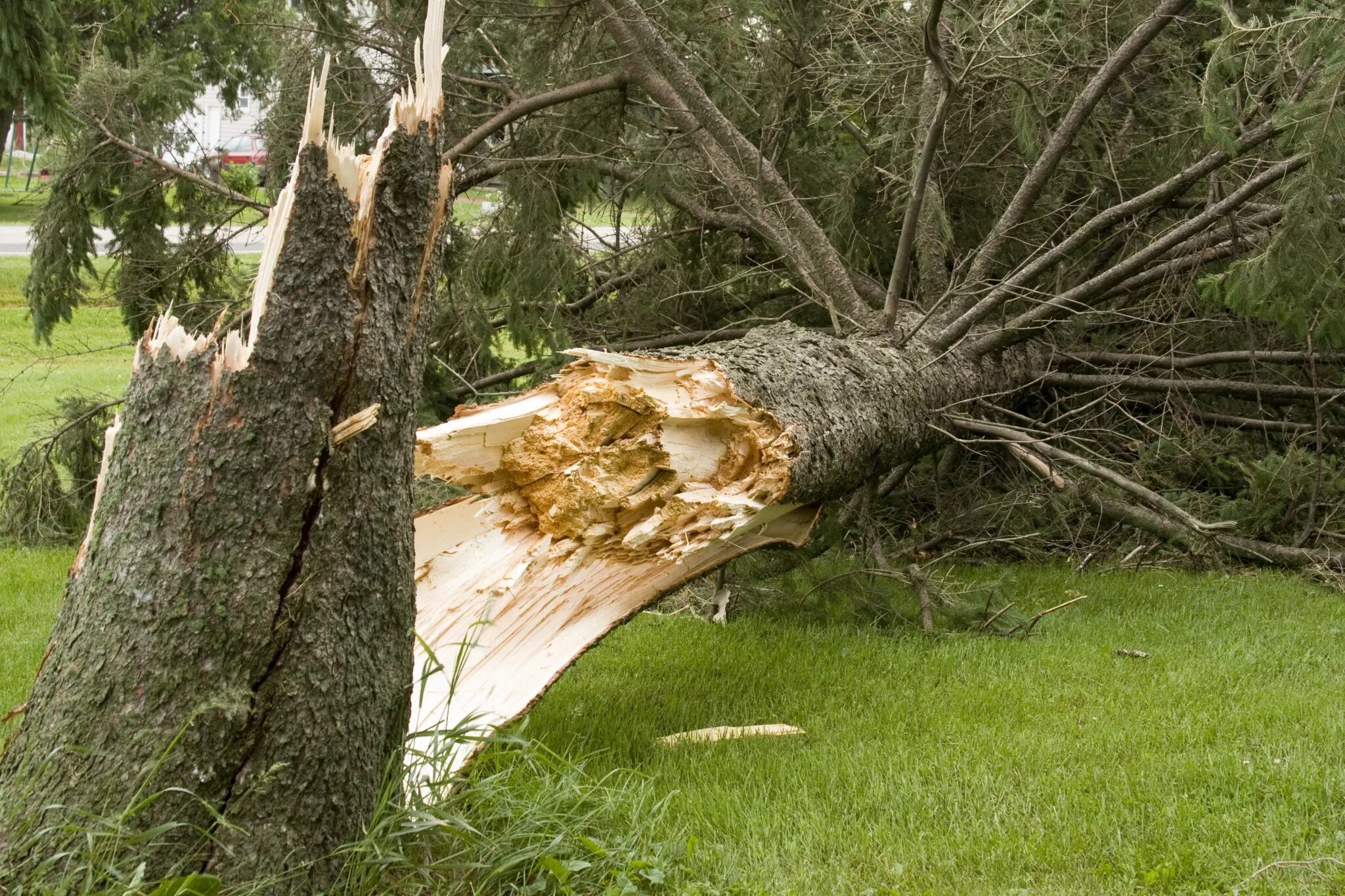 Падающее дерево. Сломанное дерево. Упавшее дерево. Поваленное дерево.