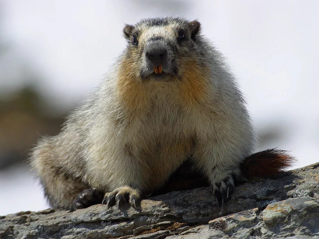 Приволжский сурок-байбак. Сурок красноярск. Сурок степной, байбак (marmota bobak). Сурок фил 2022. Суслик байбак.
