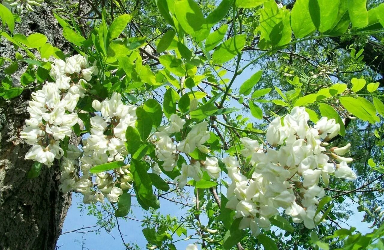 Белая Акация Робиния ложноакациевая. Акация белая (Робиния). Белая Акация (Лжеакация). Акация в Ташкенте.