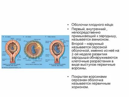 Оболочка зародыша 6