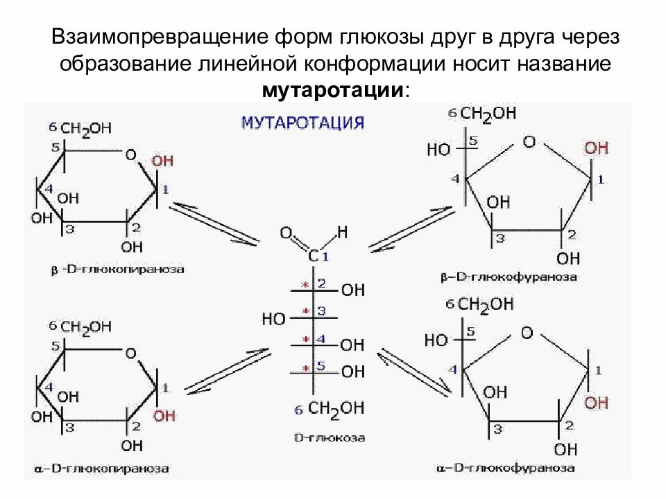 Мутаротация маннозы. Молочно кислое брожение гдбкпощы. Основные реакции глюконеогенеза. Спиртовое брожение глюкозы реакция. Арабиноза мутаротация.