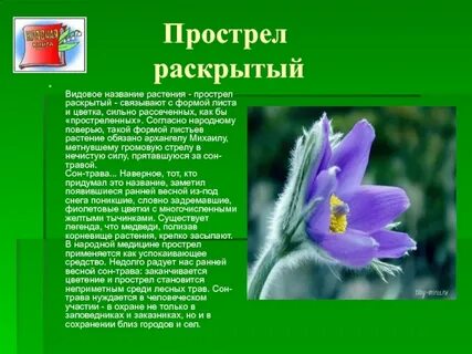 Редкие исчезающие виды растений занесены в