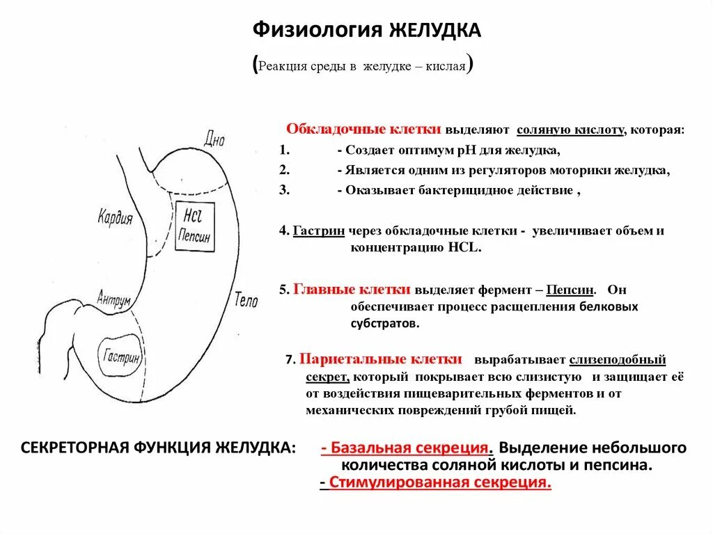 Желудок функция отдела. Реакция среды в желудке. Функции пилорического отдела желудка физиология. Секреторная функция желудка физиология. Желудок строение нормальная физиология.